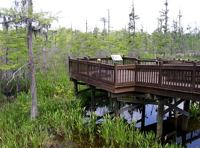 [Viewing platform on stilts in swamp.]